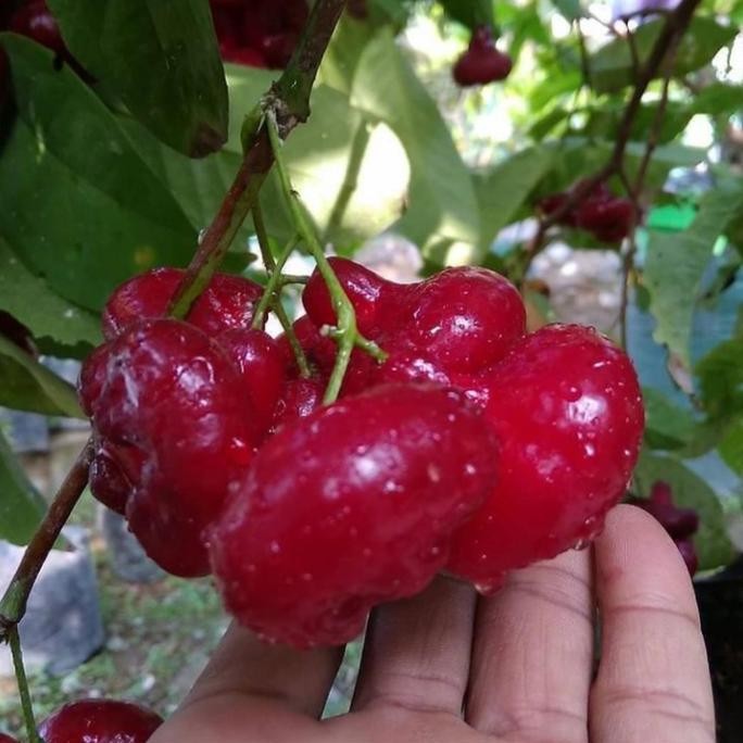 

Terlaris Bibit Jambu Air Kancing Merah Unggul