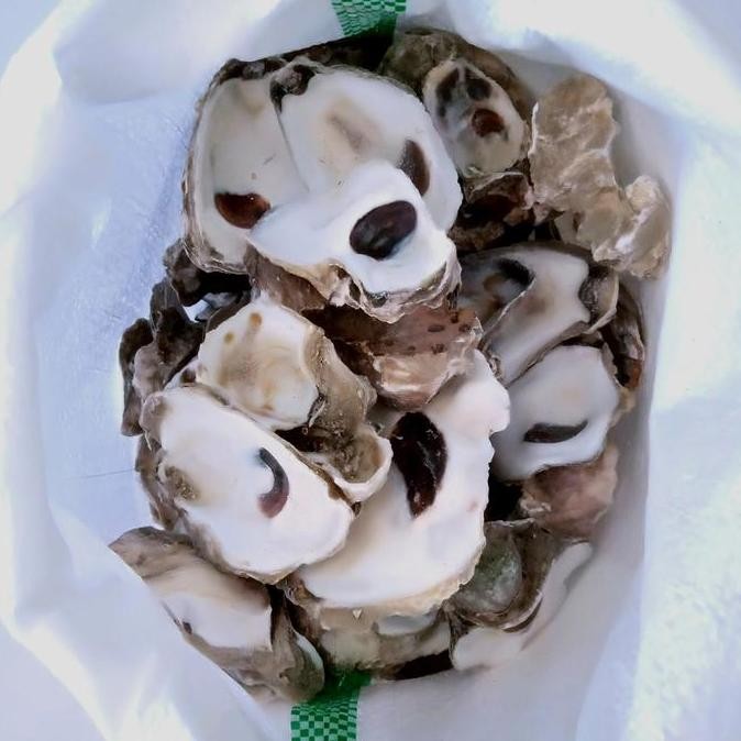 siap kirim kerang oyster media filter karungan ph buffer kolam koi