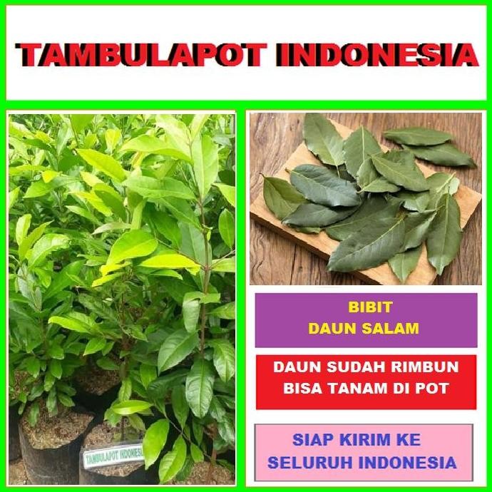 

Terlaris Bibit Tanaman Salam Bibit Daun Salam Bumbu Masak Pohon Salam
