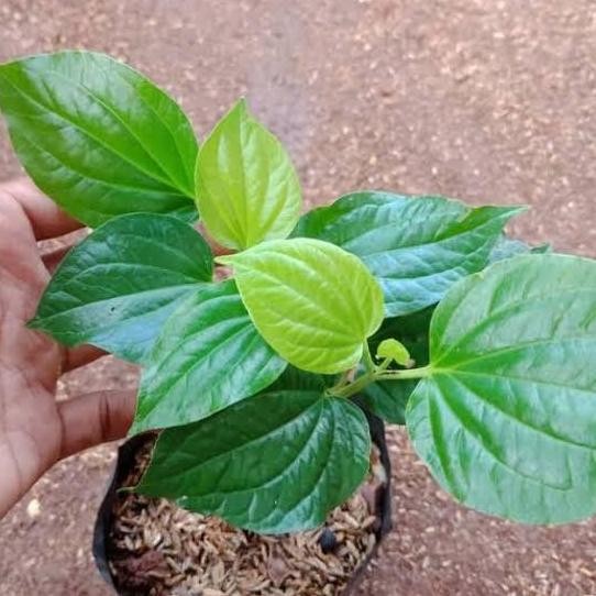 

Terlaris Tanaman Herbal Sirih Hijau - Sirih Herbal