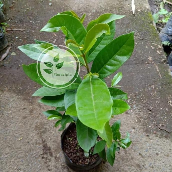 

Terlaris Promo Bibit Tanaman Salam Sayur/Pohon Daun Salam