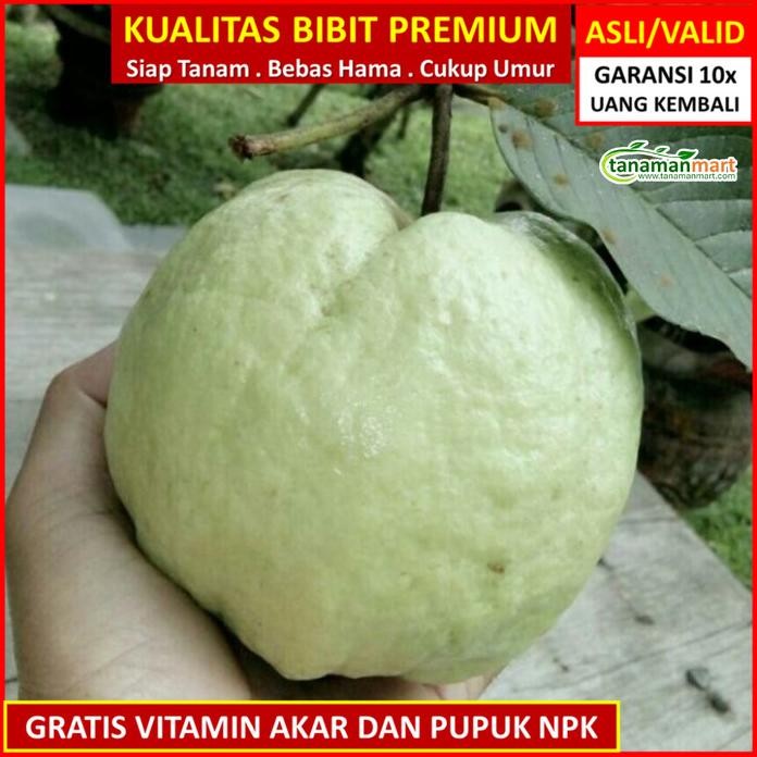 

Terlaris Bibit Tanaman Buah Jambu Kristal Unggul, Murah, Bergaransi