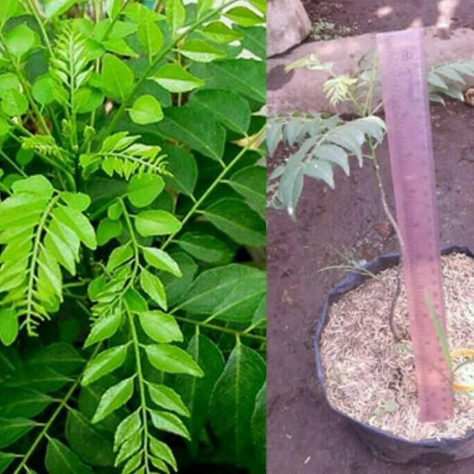 

Terlaris Bibit Tanaman Daun Kari ( Salam Koja )