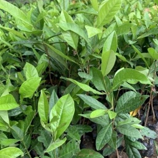 

Terlaris Tanaman Bibit Daun Salam Bumbu