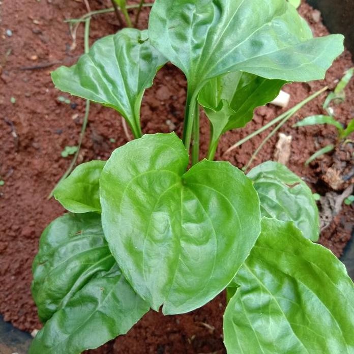 

Terlaris Tanaman Herbal,Daun Sendok/Pohon Ki Urat