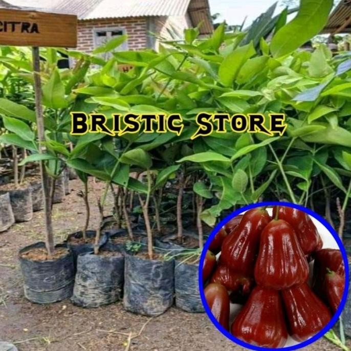 

Terlaris Bibit Jambu Air Citra Jumbo Super Genjah Unggul Cepat Berbuah