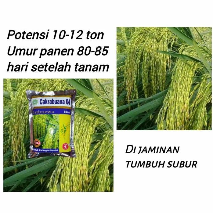 

Terlaris Benih Padi Cakrabuana 04 Asli Indonesia Bibit Padi Cakra Buana 04