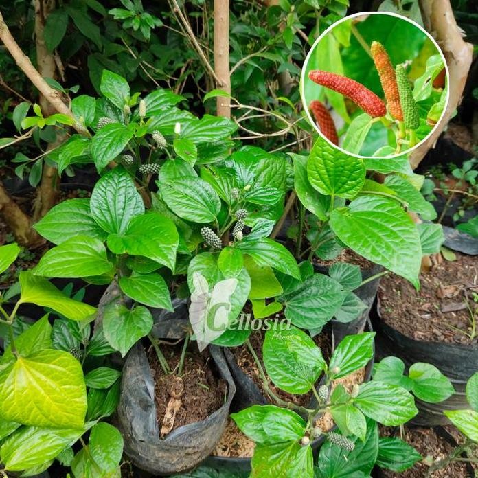 

Terlaris Tanaman Herbal Rempah Cabai Jawa / Cabai Jamu