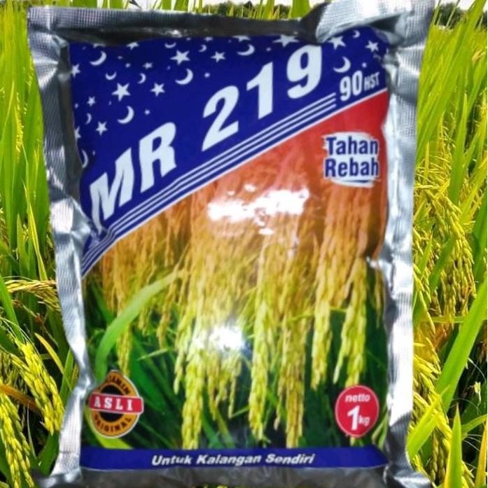 

Terlaris Benih Padi Mr 219 Tahan Rebah/Roboh
