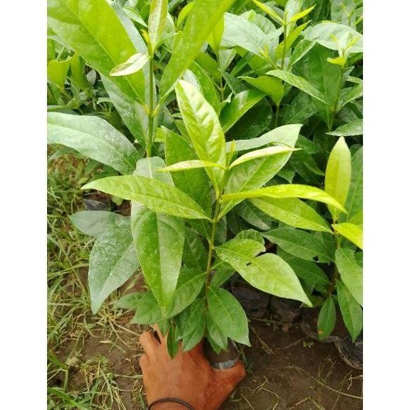 

Terlaris Tanam 3 Bibit Daun Salam Di Pot - Paket Tanaman