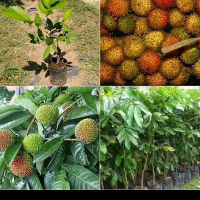 bibit. tanaman rambutan rapiah/pohon rambutan rapiah cipelat ISTIMEWA