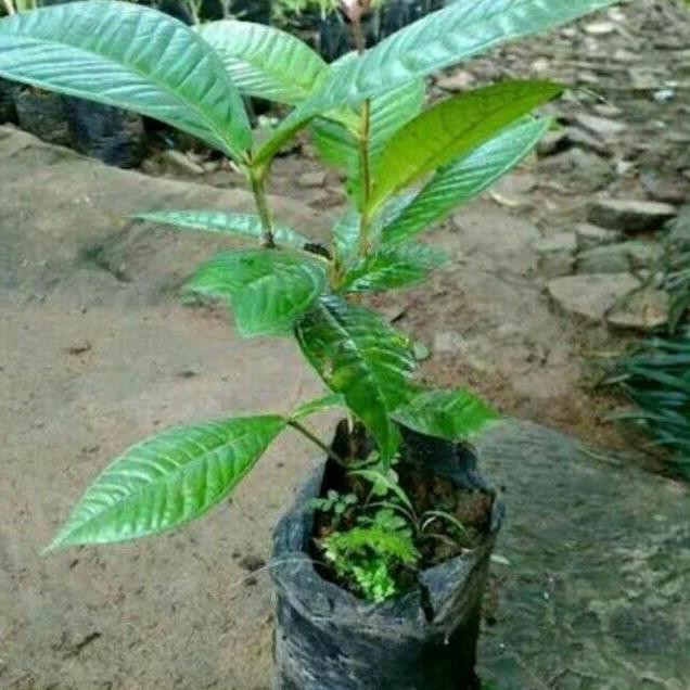 TANAMAN BUAH GOWOK KUPA/BIBIT TANAMAN BUAH GOWOK NNNN PREMIUM