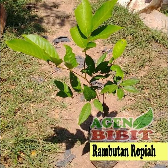 Bibit Rambutan Rapiah - Ropiah - Pohon Buah Rambutan ISTIMEWA
