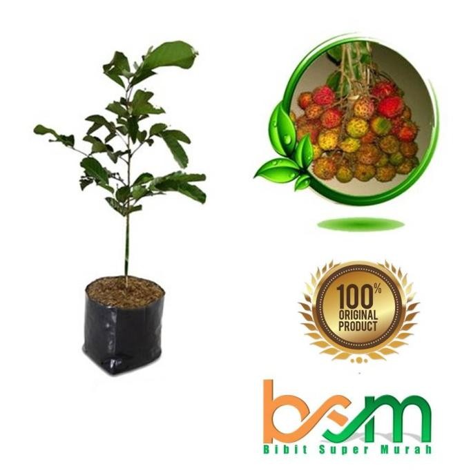 Tanaman Bibit Rambutan Rapiah Cangkok Dan Okulasi ISTIMEWA