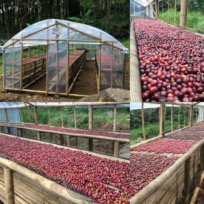 

ready stock Kopi Organik Gunung PUNTANG - (Natural) Roasted, biji / bubuk