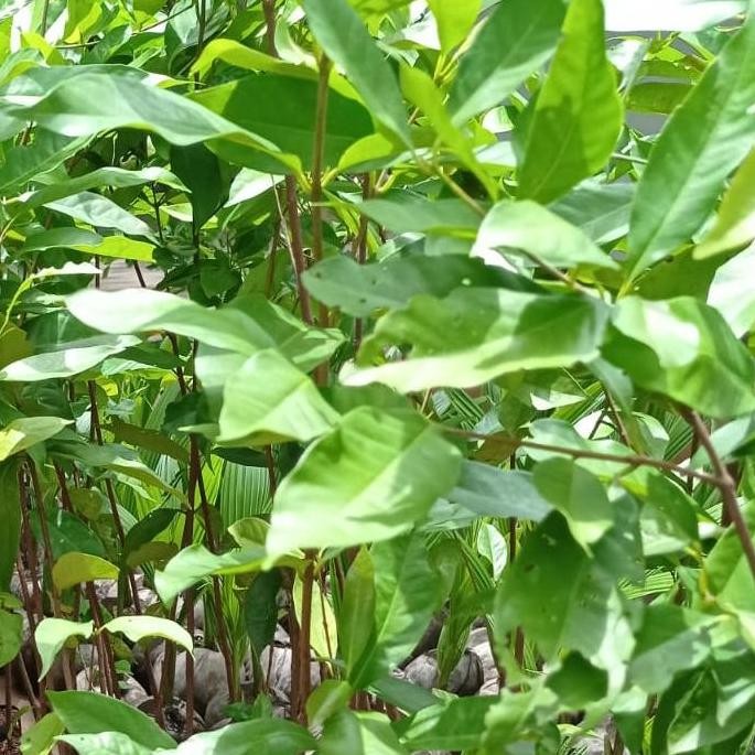 

Terlaris Bibit Tanaman Daun Salam - Tanaman Penyedap Aneka Masakan