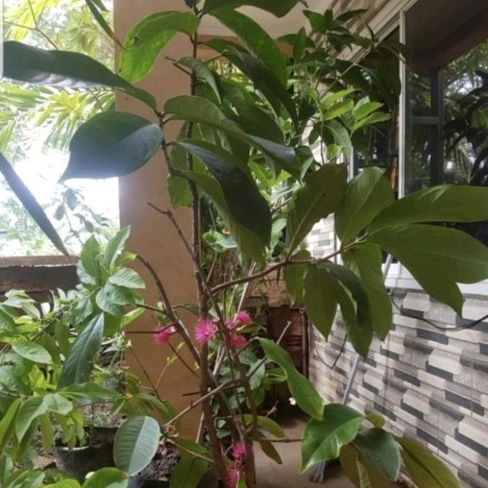 

Terlaris Bibit Tanaman Buah Jambu Jamaika Sudah Berbuahh/Berbunga