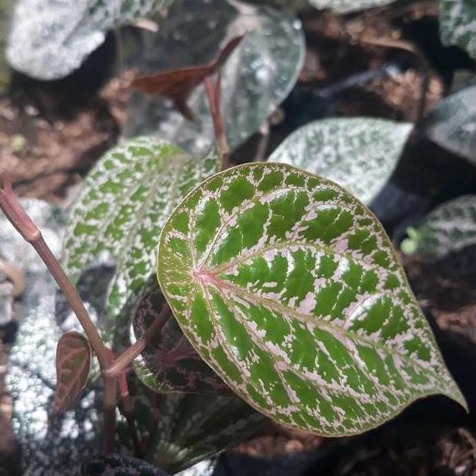

Terlaris Tanaman Herbal Obat Daun Sirih Merah / Piper Ornatum Bibit Sirih Merah