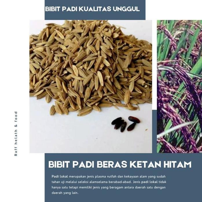 

Terlaris Benih Padi Ketan Hitam Grendel 500Gr Kualitas Unggul Bibit Padi Ketan Hitam Tanaman