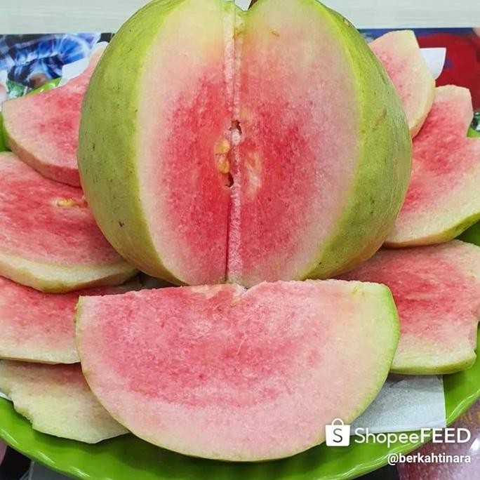 

Terlaris Bibit Jambu Red Diamond Asli Hong Pause