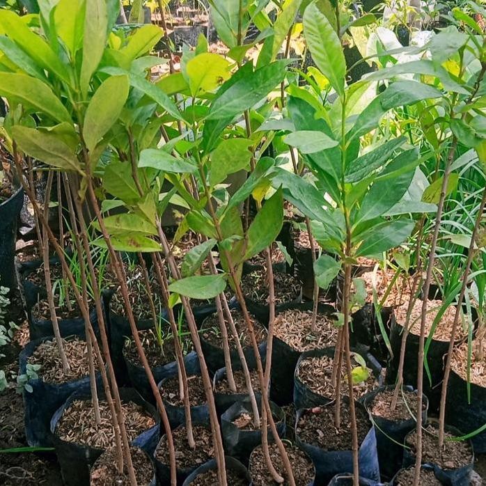 

Terlaris Bibit Pohon Daun Salam / Daun Bumbum Kare