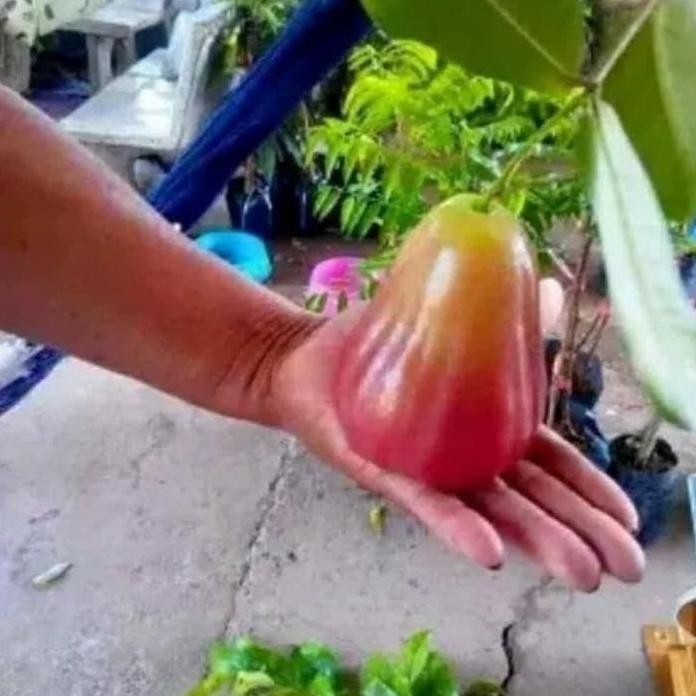 

Terlaris Bibit Jambu Air Bajangleang / Jambu Bajang Leang