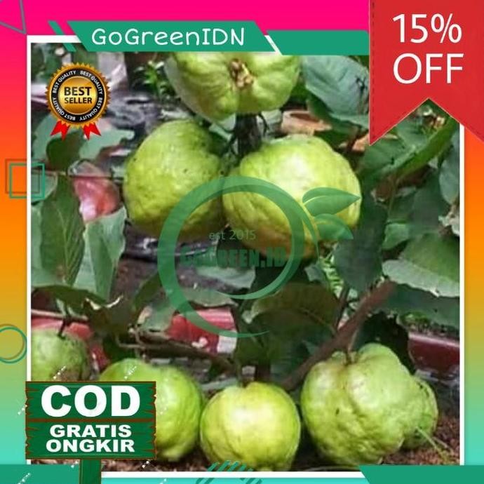 

Terlaris Bibit Jambu Sukun Merah Seedles (Berbuah/Berbunga)
