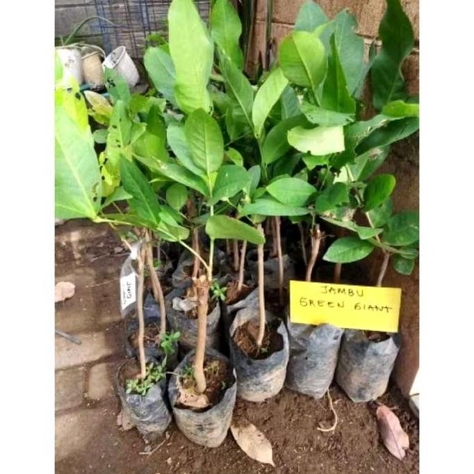 

Terlaris Bibit Jambu Air Green Giant / Jambu Buto Ijo