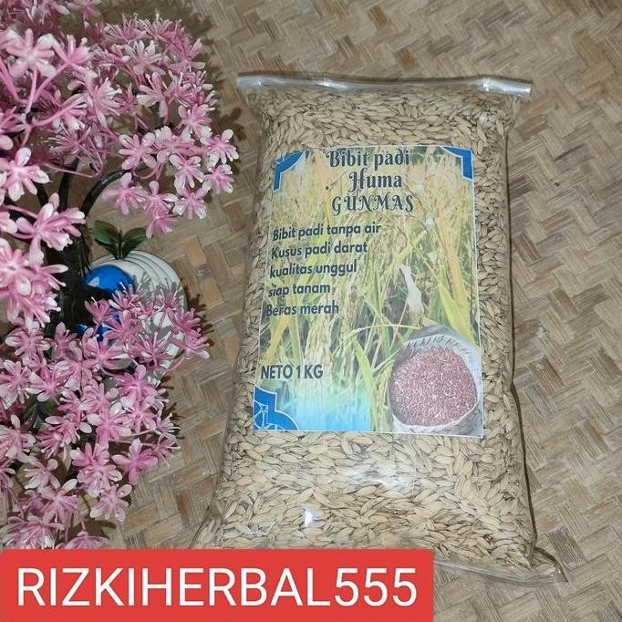 

Terlaris Benih Padi Huma Bibit Padi Tanpa Air Beras Merah 1Kg