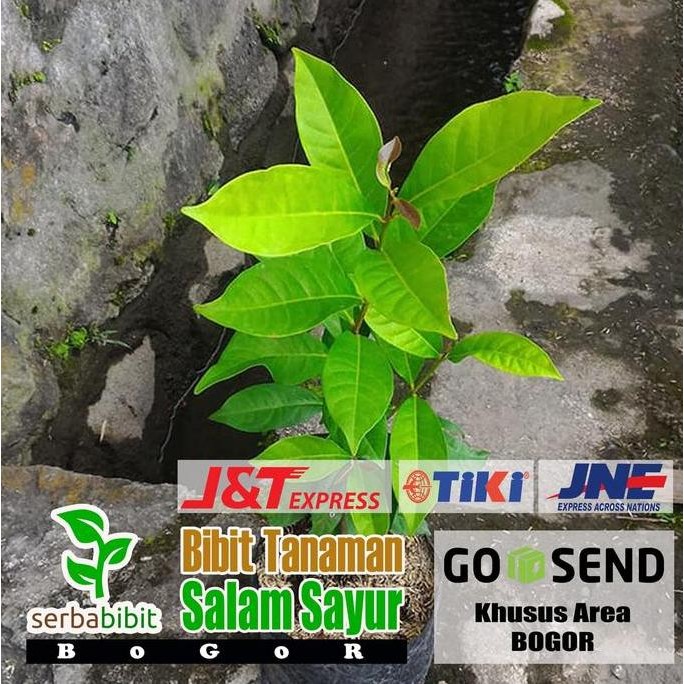 

Terlaris Bibit Daun Salam - Salam Sayur - Herbal