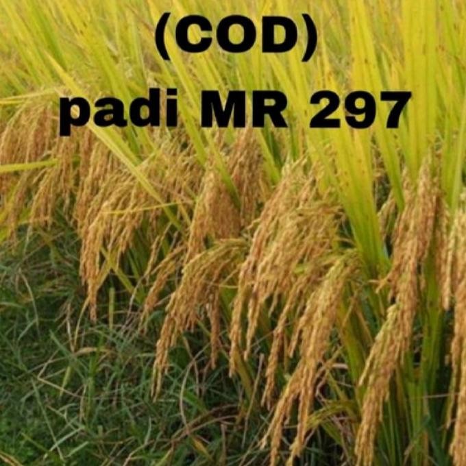 

Terlaris Benih Padi Unggul Mr 297 Kemasan 1Kg