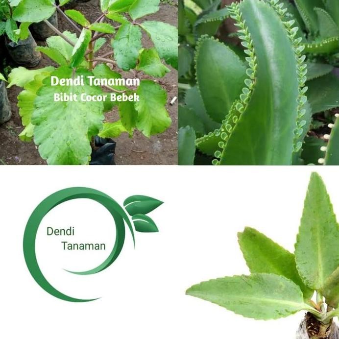 

Terlaris Bibit Pohon Cocor Bebek / Tanaman Herbal