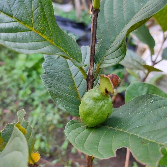 

Terlaris Bibit Jambu Kristal Putih Non Biji Sudah Berbuah Tidak Mengenal Musim