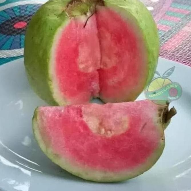 

Terlaris Dm19 Bibit Buah Jambu Import Red Diamond @_# K0D