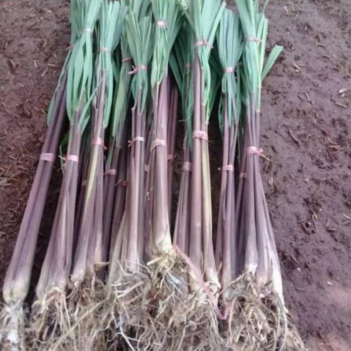 

Terlaris Tanaman Herbal Sereh Merah