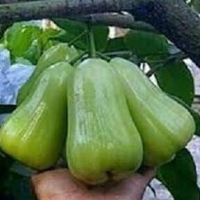 

Terlaris Jual Bibit Tanaman Jambu Air Taiwan Super Green I Tsg Berbuah Lebat