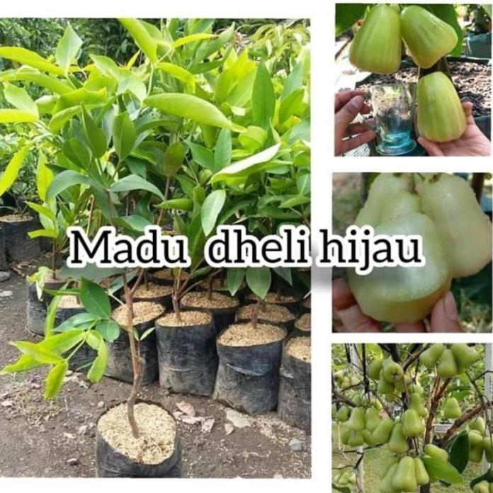 

Terlaris Bibit Jambu Air Madu Dheli Hijau Hasil Okulasi Cepat Berbuah