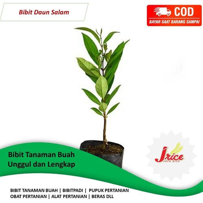 

Terlaris Bibit Daun Salam Okulasi Bibit Unggul