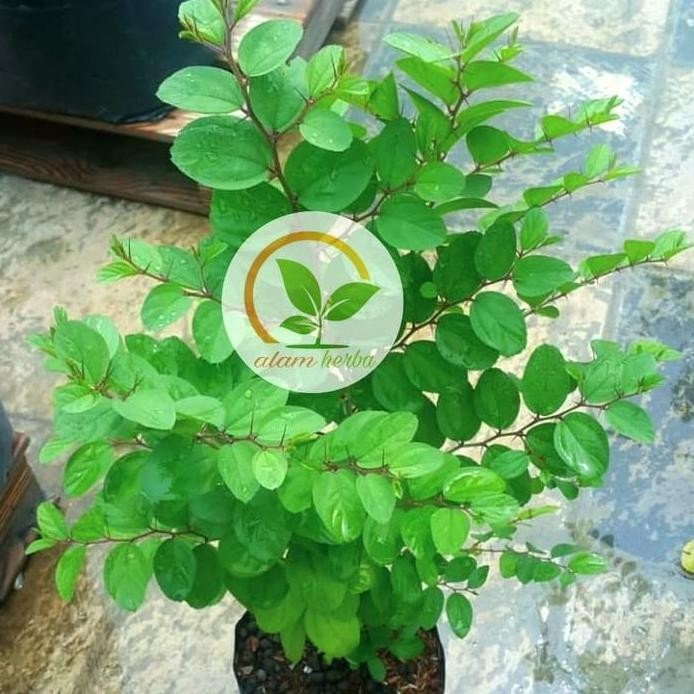 

Terlaris Bibit Bidara Pohon Bidara Arab Shidr Tanaman Kayu Daun Buah Herbal