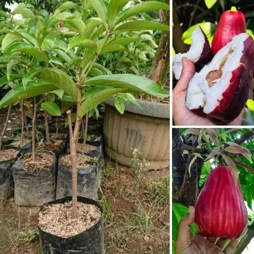 

Terlaris Bibit Jambu Jamaika Cepat Berbuah/Bibit Jambu Jamaica/Bibit Jambu Bol