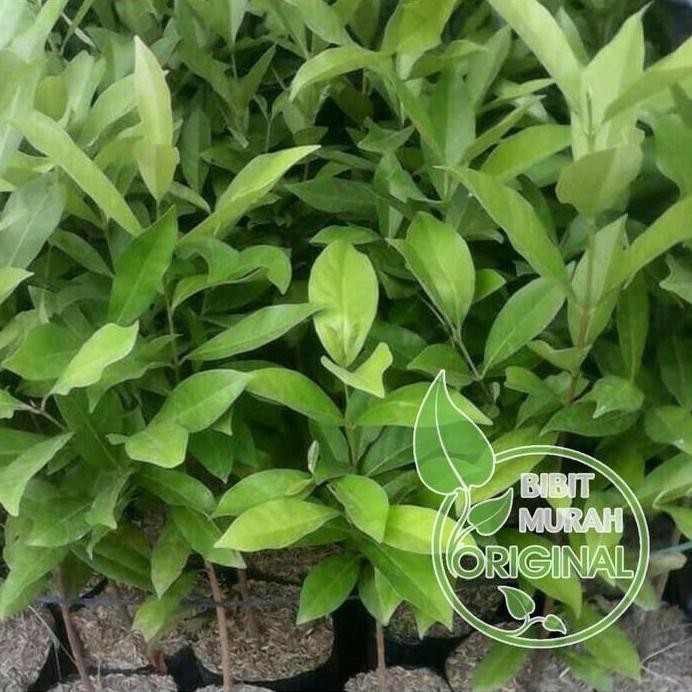 

Terlaris Bibit Daun Salam/Bumbu Dapur Banyak Manfaat