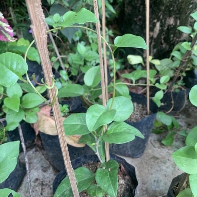 

Terlaris Tanaman Herbal Binahong Hijau