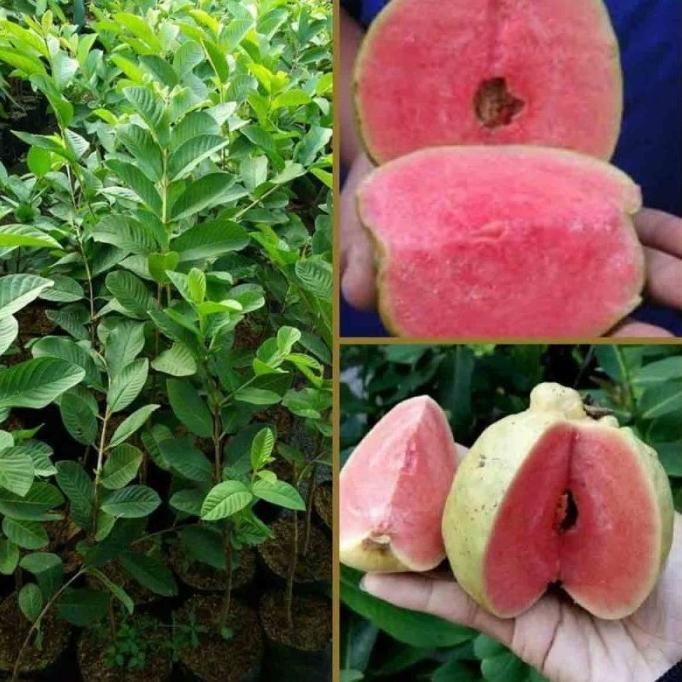 

Terlaris Bibit Jambu Kristal Merah Tanpa Biji