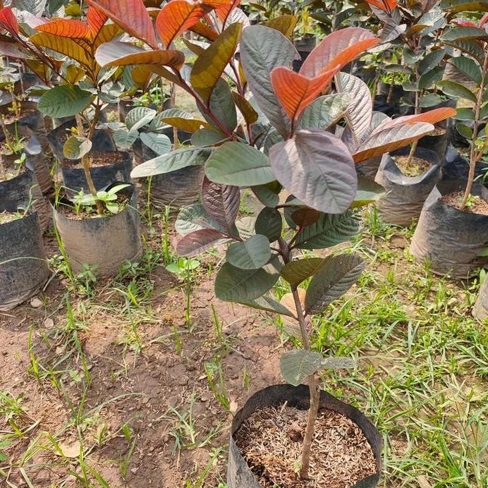 

Terlaris Paket 2 Bibit Pohon Jambu Sukun Australia Merah / Jambu Kristal Putih
