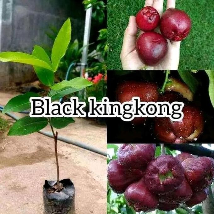 

Terlaris Bibit Jambu Air Black Kingkong Okulasi Cepat Berbuah.