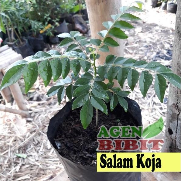 Terlaris Bibit Pohon Salam Koja - Tanaman Daun Kari Herbal Eeee
