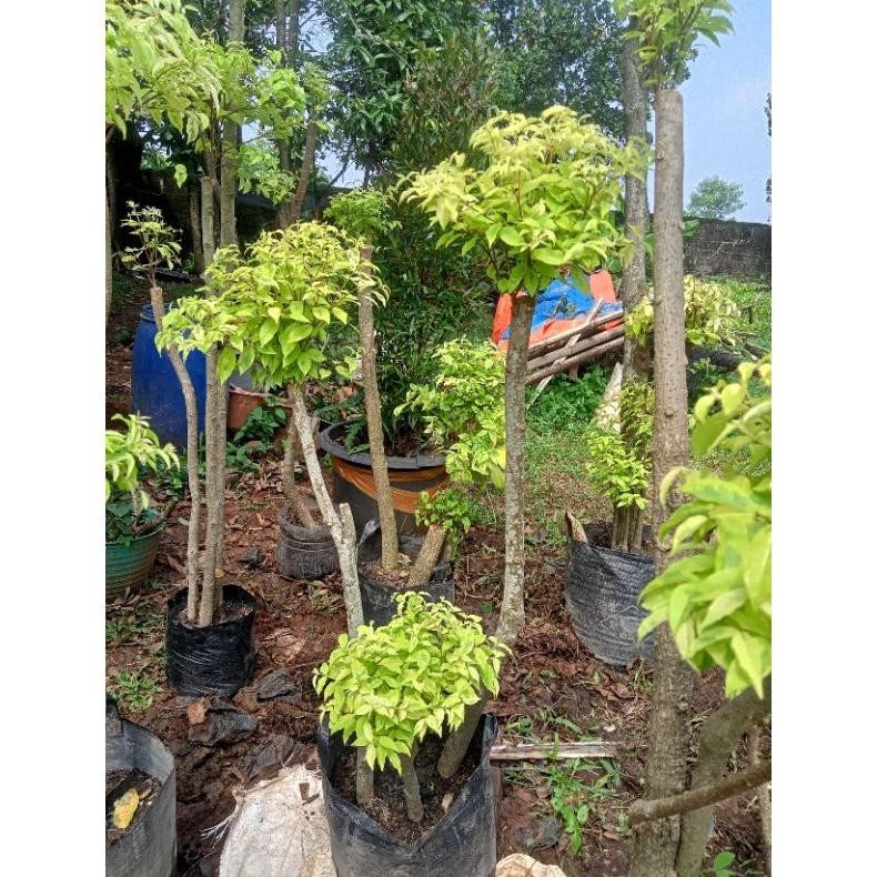 Tanaman Hias Tanaman Anting Putri Bonsai Anting Putri 1 Meter - Savanan Bonsai