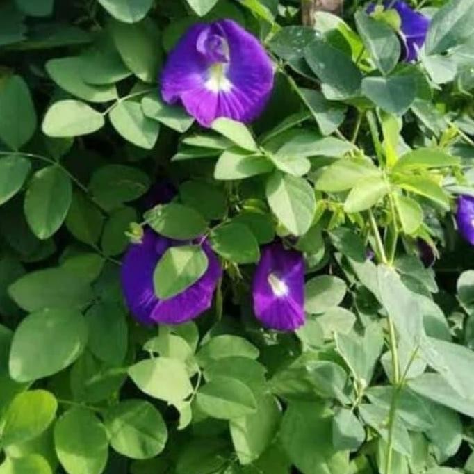 

Terlaris Tanaman Herbal Bunga Telung