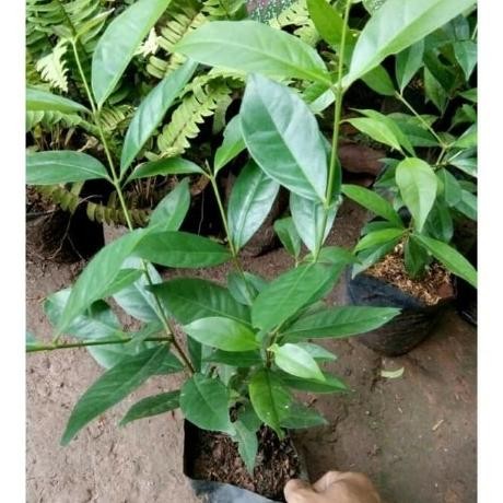 

Terlaris Pohon Salam Tinggi 80Cm , Tanaman Daun Salam, Pohon Salam Unggul Bibit Tanaman Super Unggul Asli Original