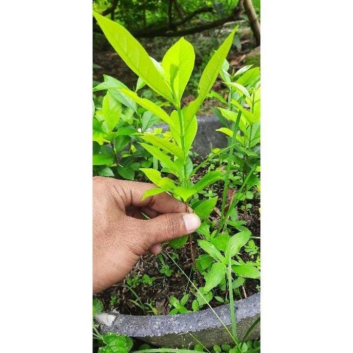 Terlaris Bibit Salam/ Bibit Daun Salam.